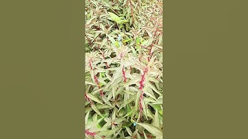 Cây thuốc vòi tía #kienthucboich #caythuocquy #cayrausach #shorts