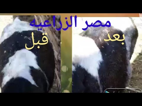 علاج الانتفاخ عند الحيوان الأبقار والجاموس بطريقه سهله وبسيطه