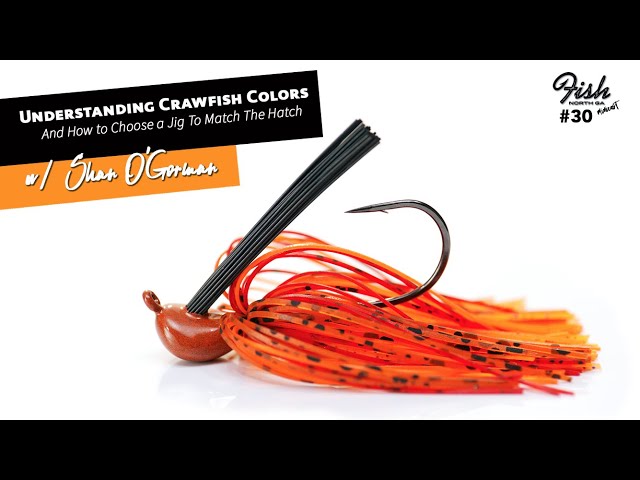 Understanding Crawfish Colors and How To Choose a Jig to Match the Hatch  w/Shan O'Gorman 