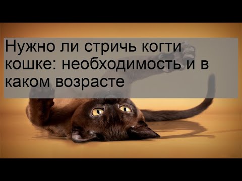 Нужно ли стричь когти кошке: необходимость и в каком возрасте