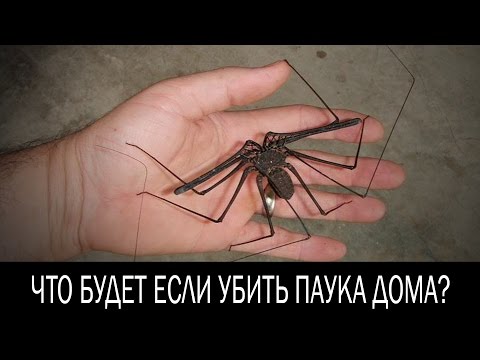 Что будет если убить паука дома