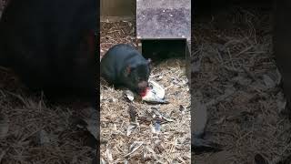 Tasmanian Devil Family ♥️