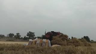 Dancing Fireflies Light Hidden Pathways