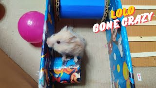 Hamster Escape | Funny hamster Maze | Obstacle courses for hamster