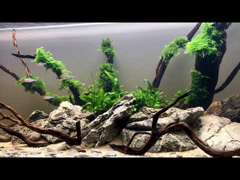 Rummy Nose Tetra - Kırmızı Burun Tetra ( Hemigrammus rhodostomus)