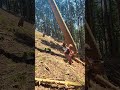 Felling and bucking it