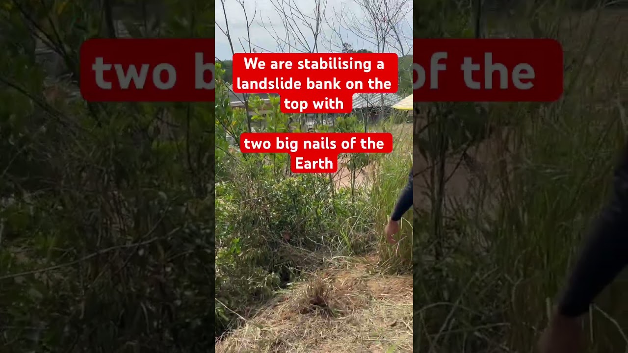 Landslide stabilisation with major mature large clusters as big anchors and nails of the Earth   SOS