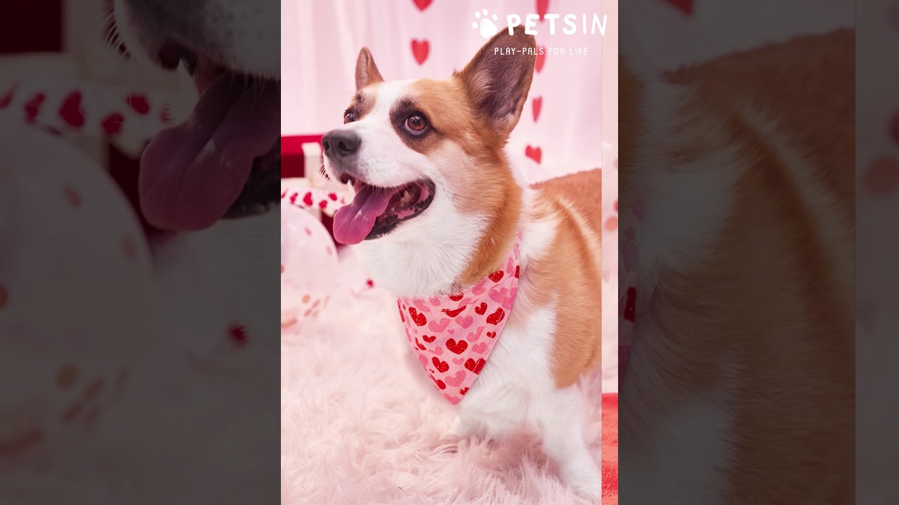 PETSIN | Le même animal, style différent