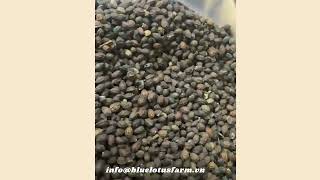 Premium Dried Papaya Seeds Supplier From Vietnam | Natural Export Quality [Blue Lotus Farm]