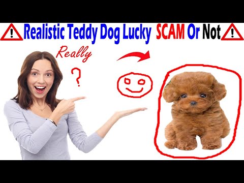 realistic dog teddy