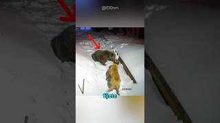 Kangal intenta proteger su territorio de un oso.    #kangal #perros #animales