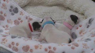 Box of newborn puppies found abandoned along Harford County trail