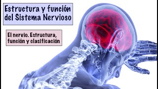 3  ESTRUCTURA, FUNCIÓN Y CLASIFICACIÓN DE LOS NERVIOS