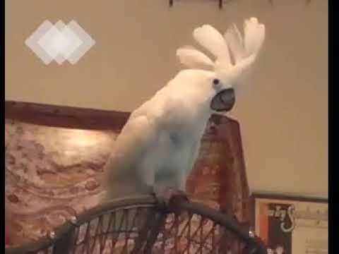 talking parrot Noodles: My Umbrella Cockatoo's random reaction to Prince song:
