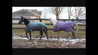 Coco arrives at Spring Creek Farm - 02/26/12