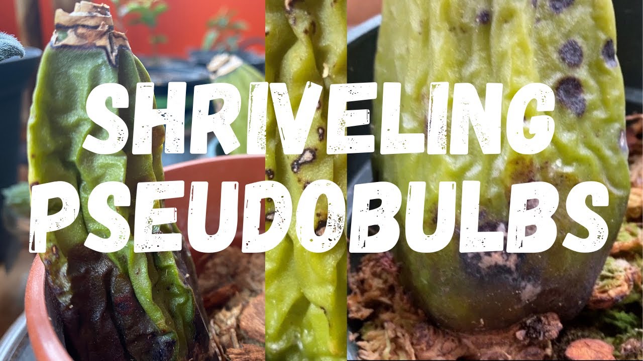 SHRIVELED PSEUDOBULB || Why it Happens & How to Fix it
