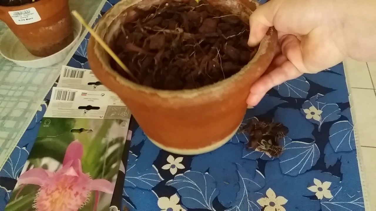 Орхидея Плейоне(Pleione)Зимнее содержание.