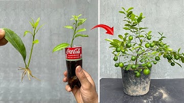 THE BEST IMPROVEMENT TECHNIQUE for propagating lemons from fast-growing leaves thanks to Coca-Cola