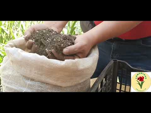 Video: Amaryllis Requisitos del suelo: ¿Cuál es la mejor mezcla para macetas para Amaryllis?