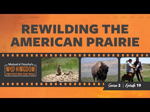 Rewilding The American Prairie