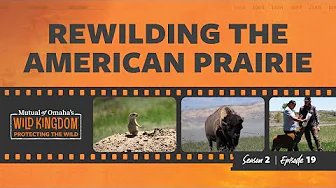 Rewilding The American Prairie