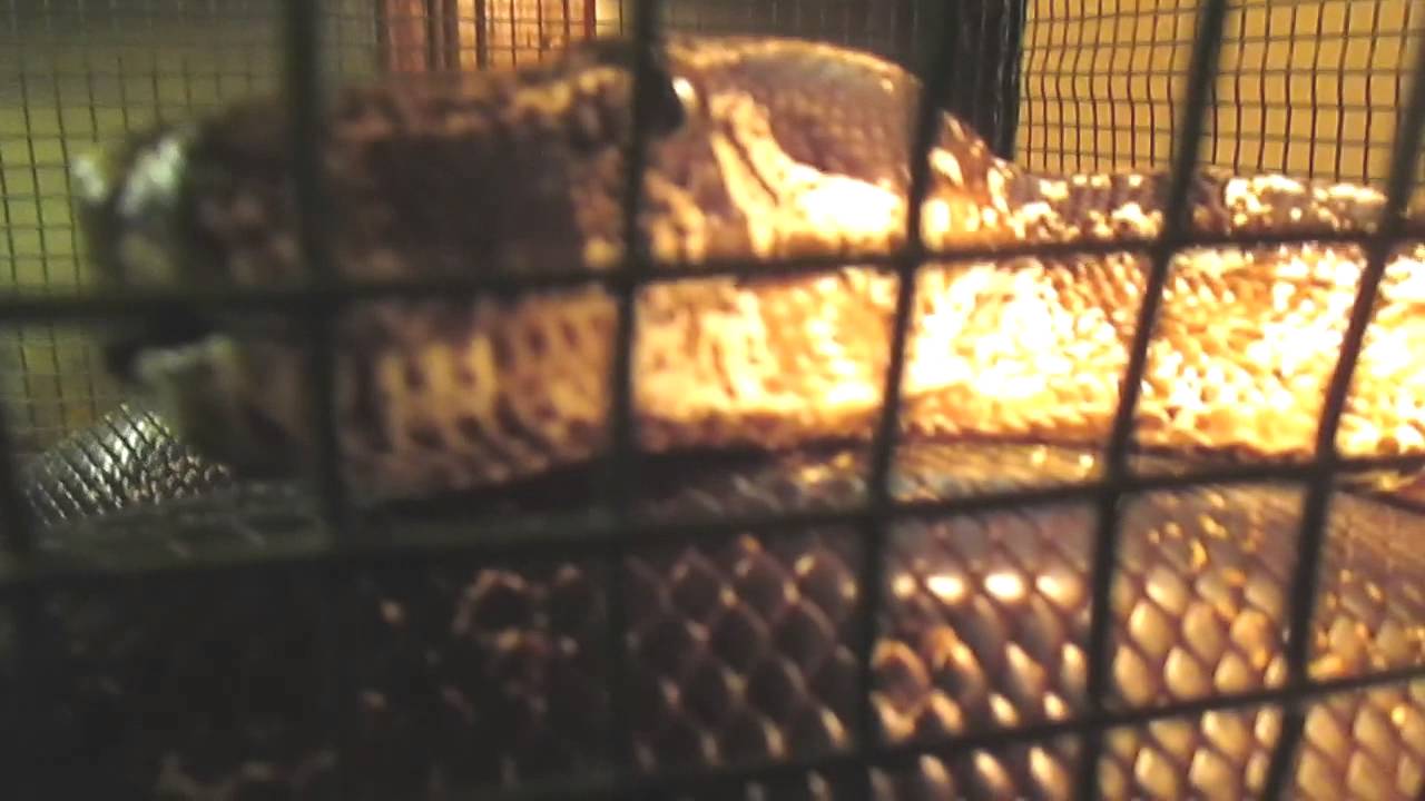 reticulated pythons for sale uk Lies About Big Constrictor Snakes !! (Read Video Info)