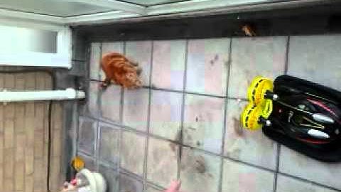 terrorizing the cats