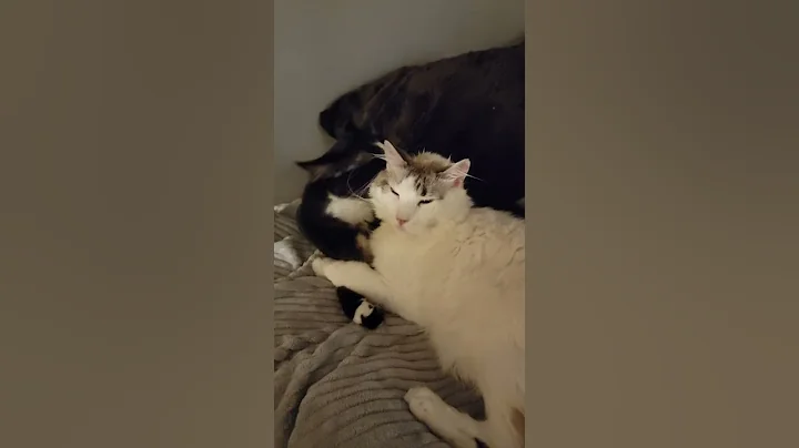 Best friends forever  Ringo and Jude