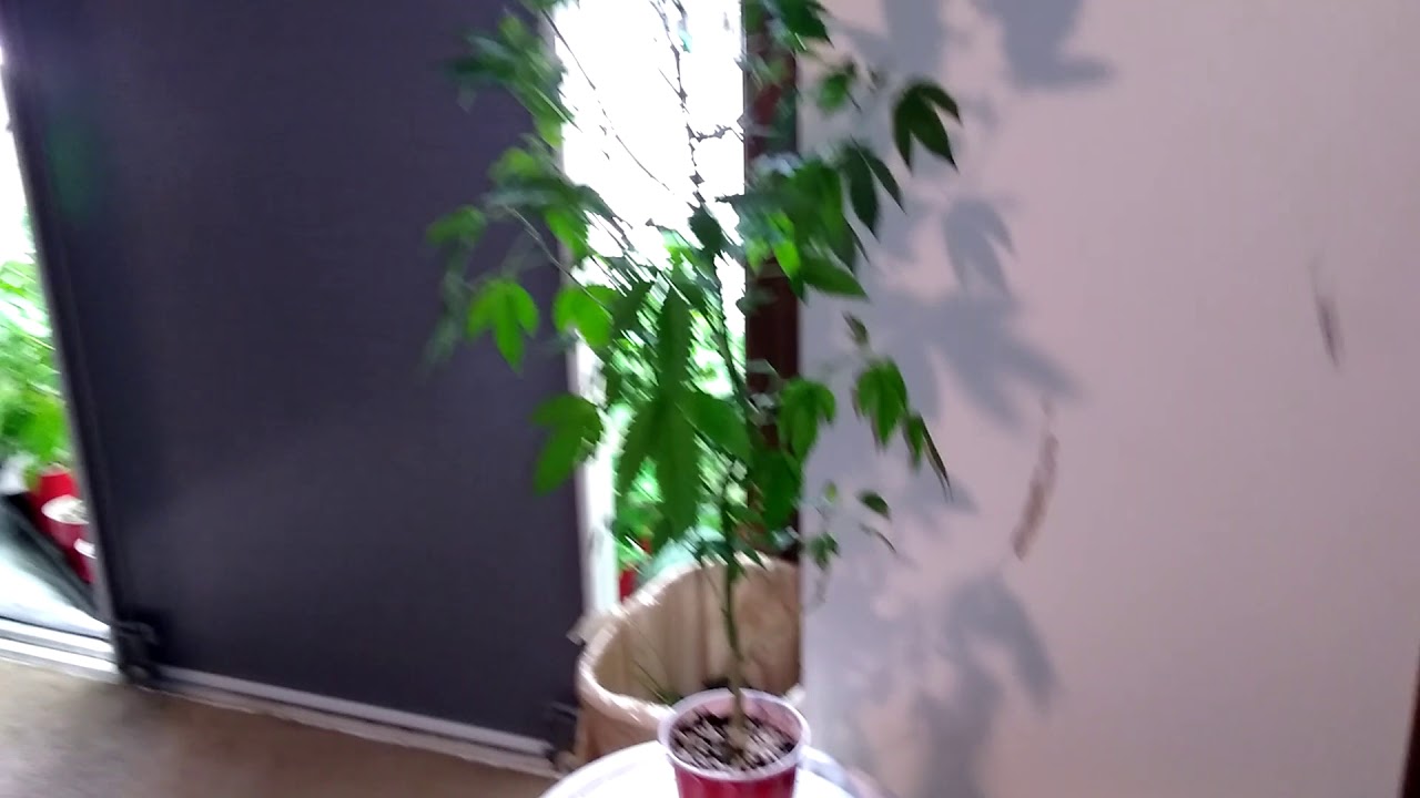 Solo Cup Challenge! Shark 26"