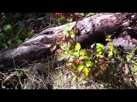 Rev Robet Schuler Pathfinder Challenge Poison Oak