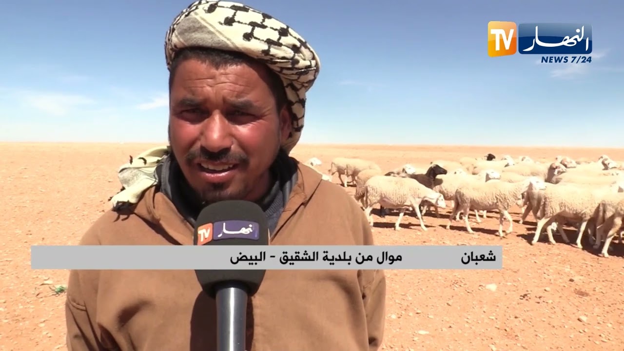 البيض : الجفاف وغلاء الأعلاف ظروف صعبت من نشاط تربية الماشية