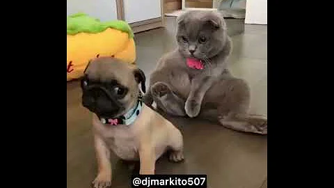 Videos de risa de perros y gatos