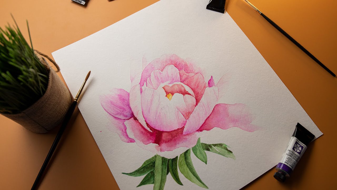 Pink Peony Flower . Watercolor Painting #eps1