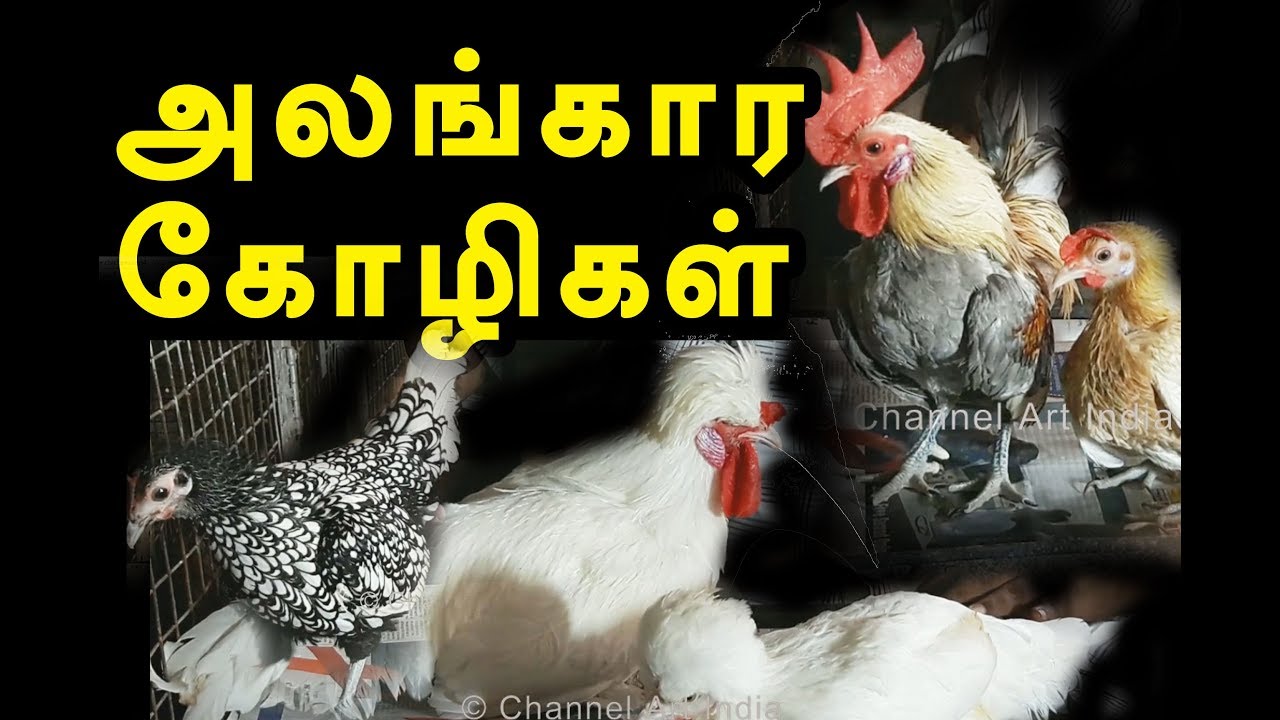அலங்கார கோழி வளர்ப்பு | அள்ளித் தரும் லாபம் | channel art india