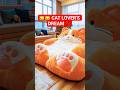😻 “This Cat Lover Bedroom Will Melt Your Heart!” 🐾✨