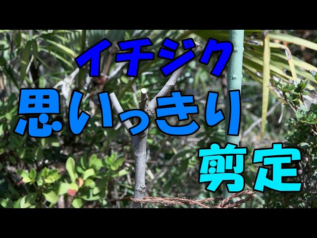 イチジク】イチジク剪定と挿し木 - YouTube