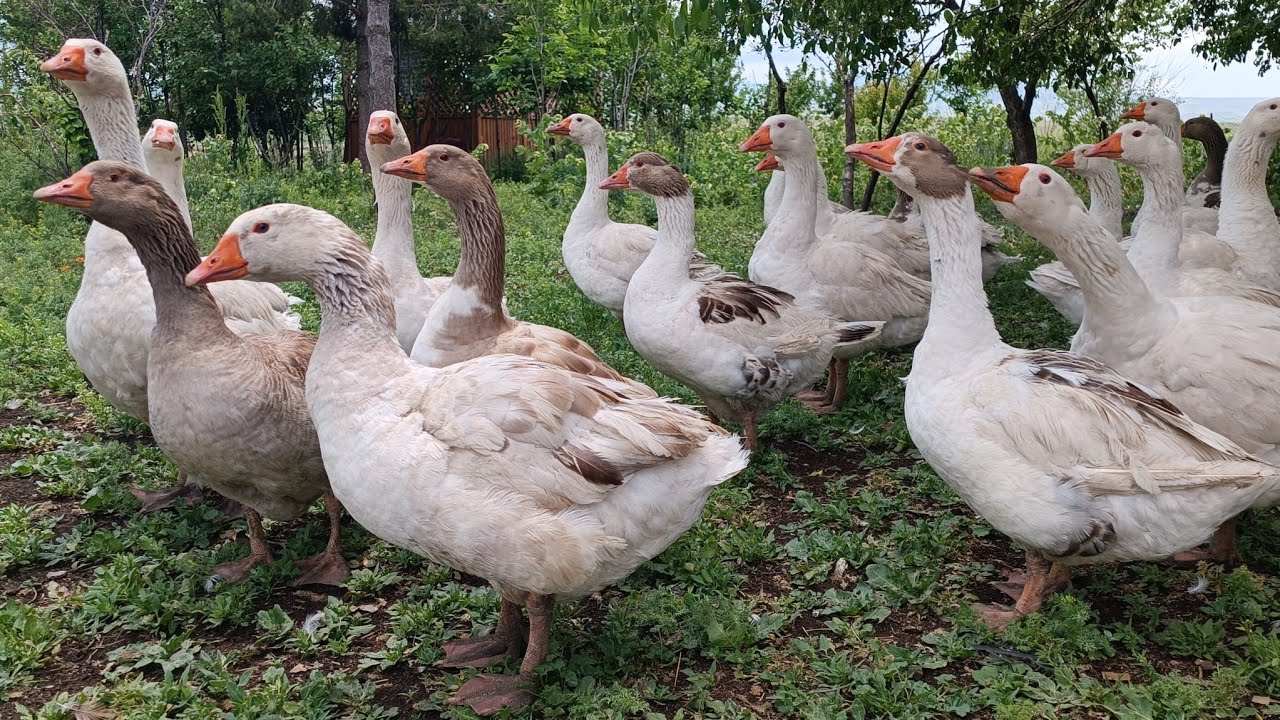 Kaz yetiştiriciliği kapalı besi yapılır mı? / Kapalı besi zorlukları nelerdir?