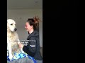 Funny dog moments #dog #shorts #cute #youtbeshorts #trending #subscribe #like #rescuedog