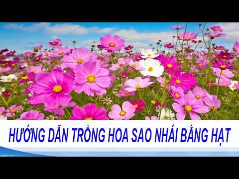 Video Cách trồng và chăm sóc hoa Sao Nhái | Kỹ thuật trồng... - youtube