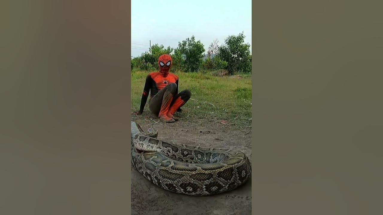 Spider man vs python - YouTube