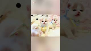 Cute Kittens❤️【145】#Shorts #Cutecat520 #Cat #Kittens #Pets