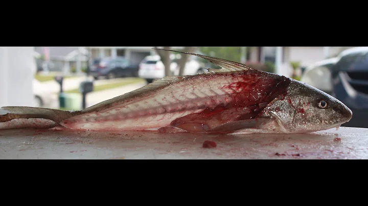 The Best way to fillet a Whiting
