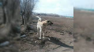 Kangal köpeği #kurtçul #SAFKANGALLAR #safkangallar # zalım
