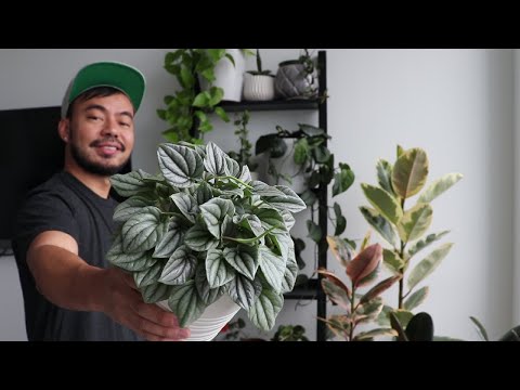 Video: Peperomia Silver