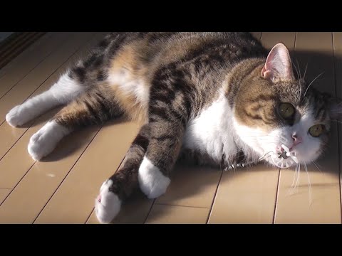 まるの誕生日カウントダウン動画１2。-Maru's Birthday Countdown Video12 .-