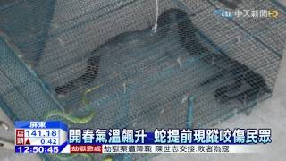 20150304中天新聞　天氣熱冬眠蛇出沒　恆春1週逾4人傷