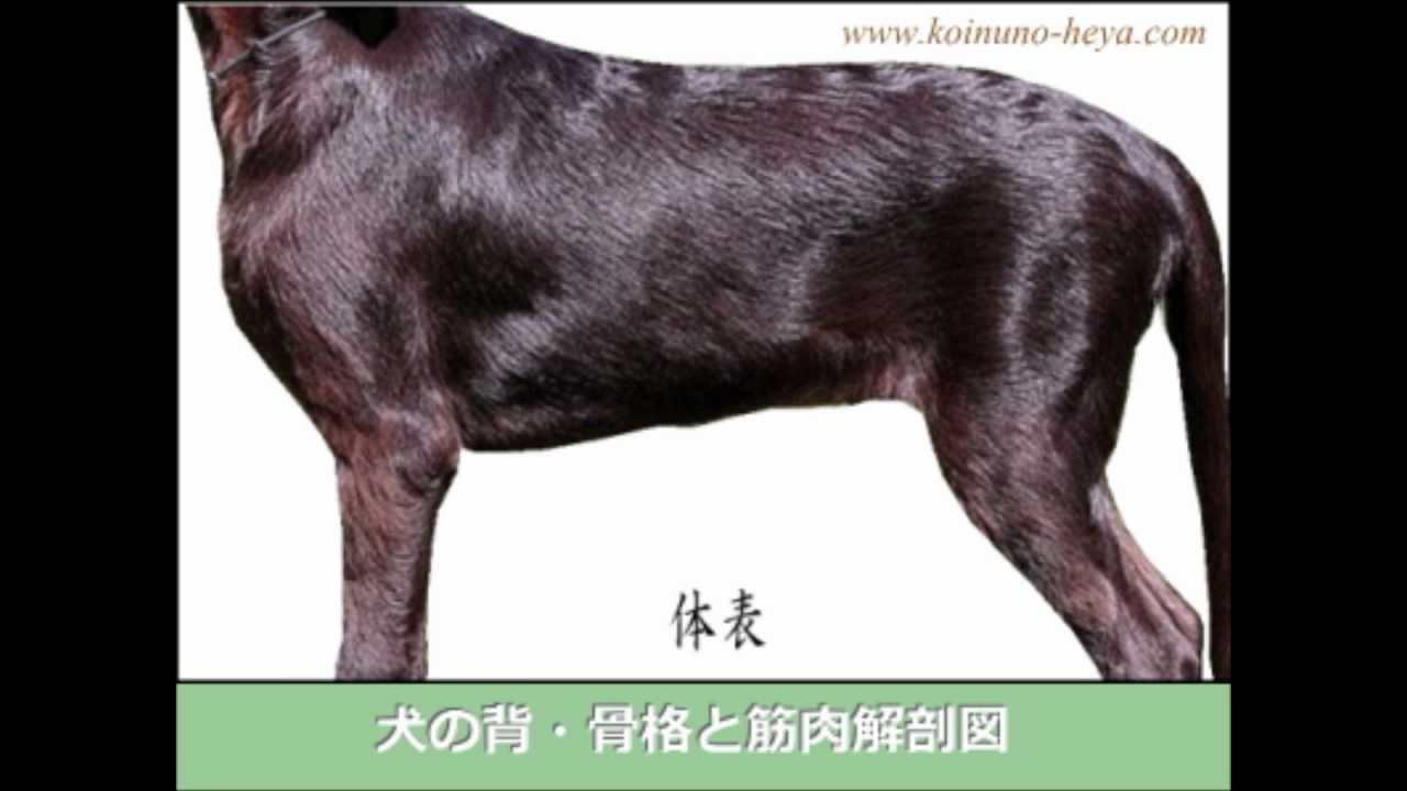 犬の解剖図 筋肉 骨格 内臓 神経 リンパの位置と構造 子犬のへや