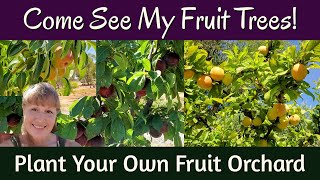 Come See My Fruit Trees! Plant Your Own Fruit & Nut Trees Now!