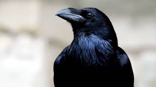 Creepypasta | Pájaro Negro