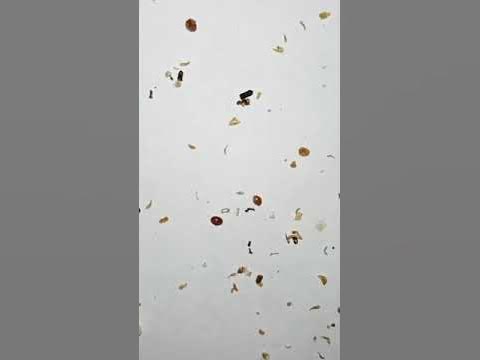 Тизер-видео"Полынь - средство от варроатоза пчел. Результат." - YouTube